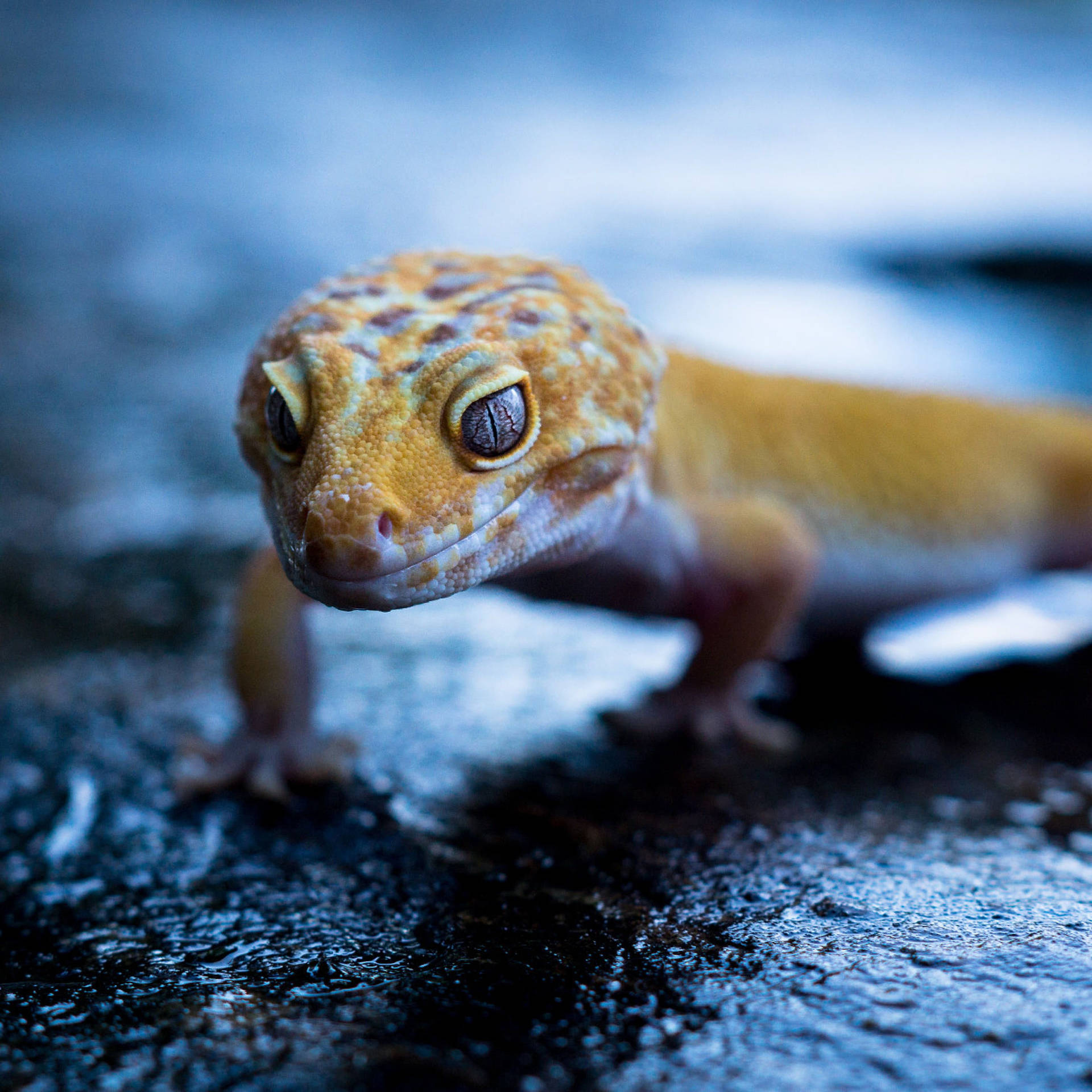 Yellow Gecko On Wet Ground Wallpaper