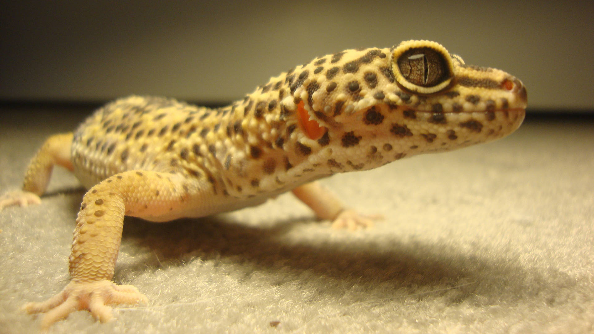 Yellow Gecko With Black Spots Background