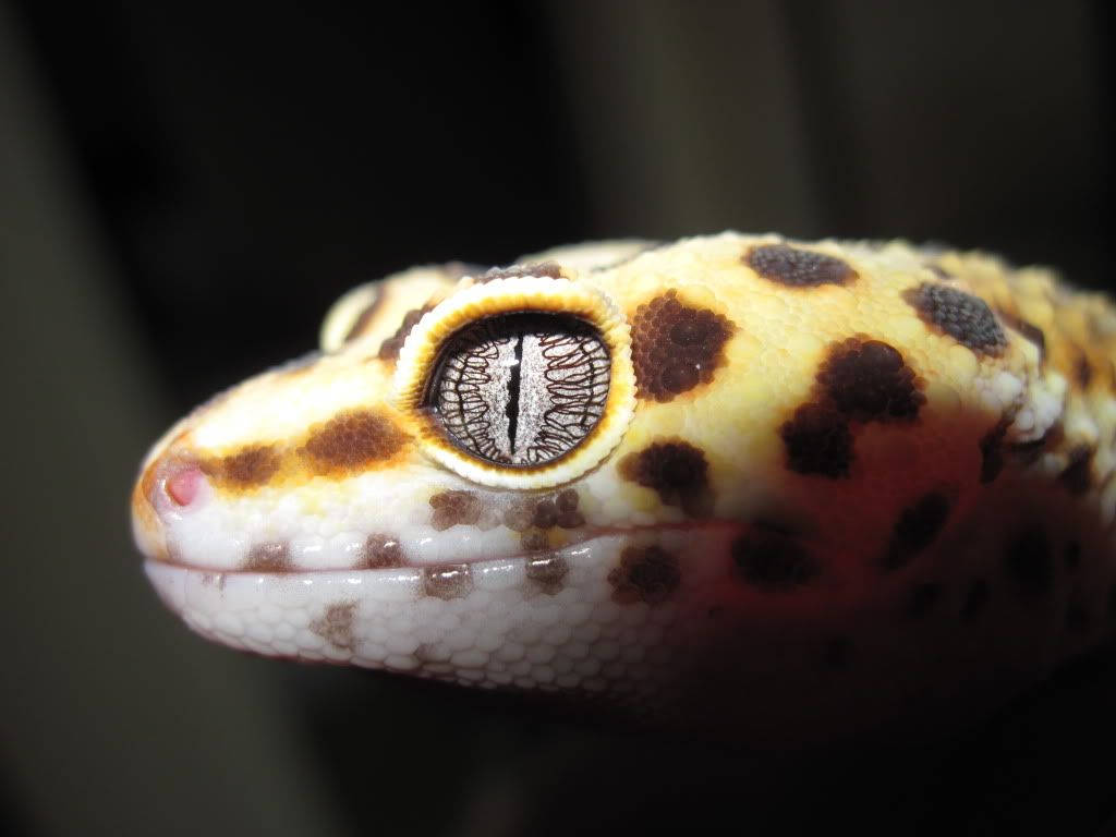 Yellow Gecko With Spiral Eyes Wallpaper