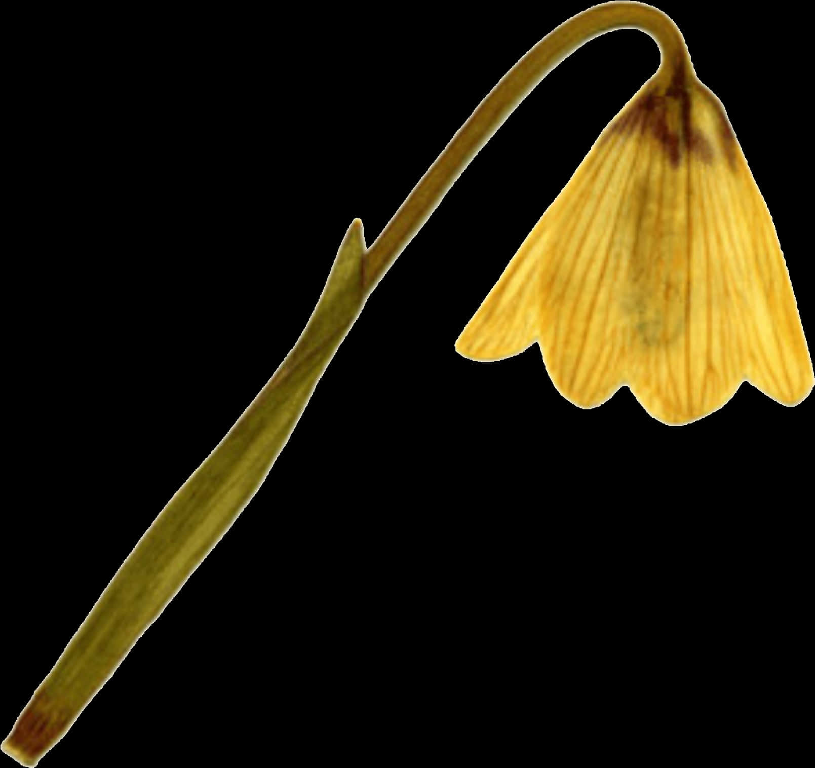 Yellow Ginkgo Leaf Black Background PNG