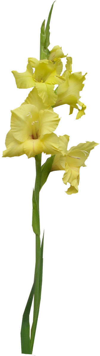 Yellow Gladiolus Flower Stem PNG