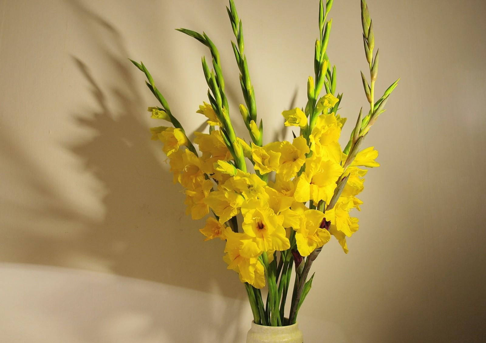 Vibrant Yellow Gladiolus Flowers in a Vase Wallpaper