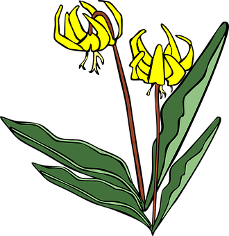 Yellow Gladiolus Vector Illustration PNG
