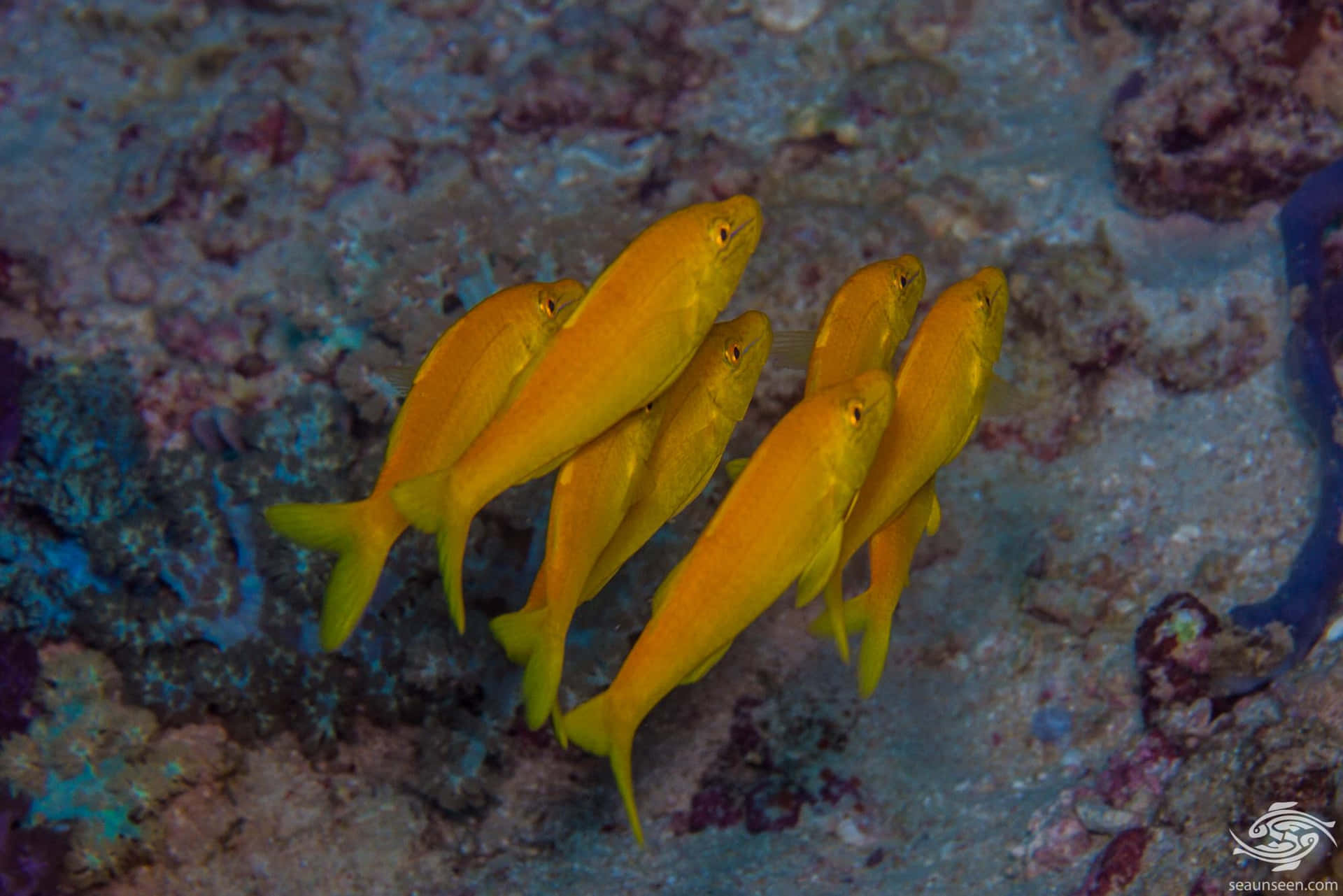 Yellow Goatfish School Underwater Wallpaper