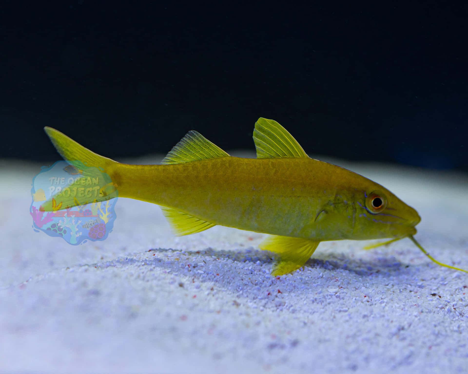 Geel Geitvis Zwemmen Aquarium Achtergrond