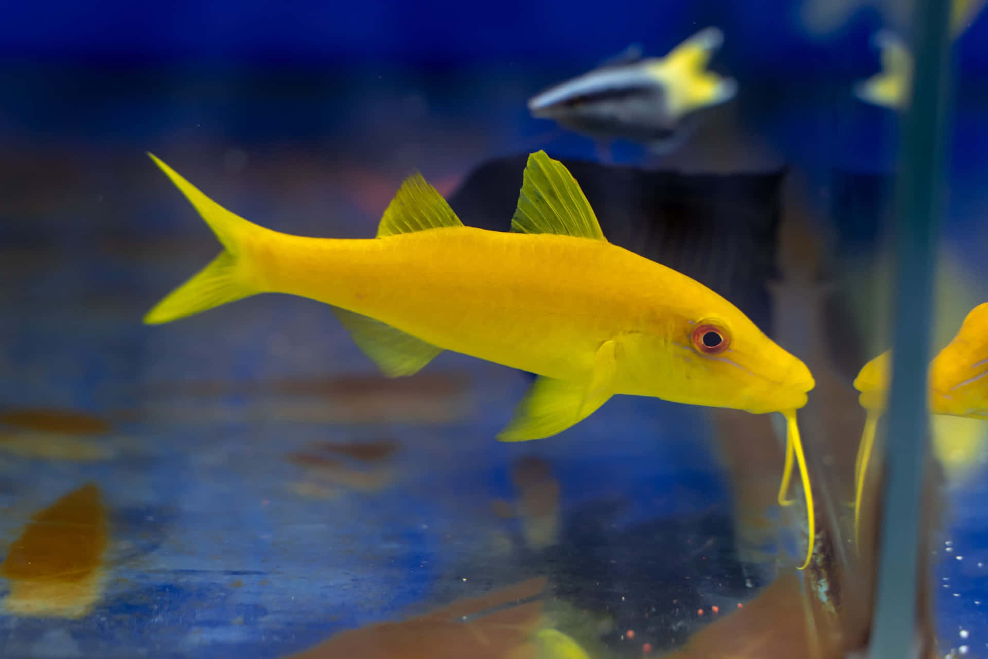 Poisson Chèvre Jaune Dans Un Aquarium Fond d'écran