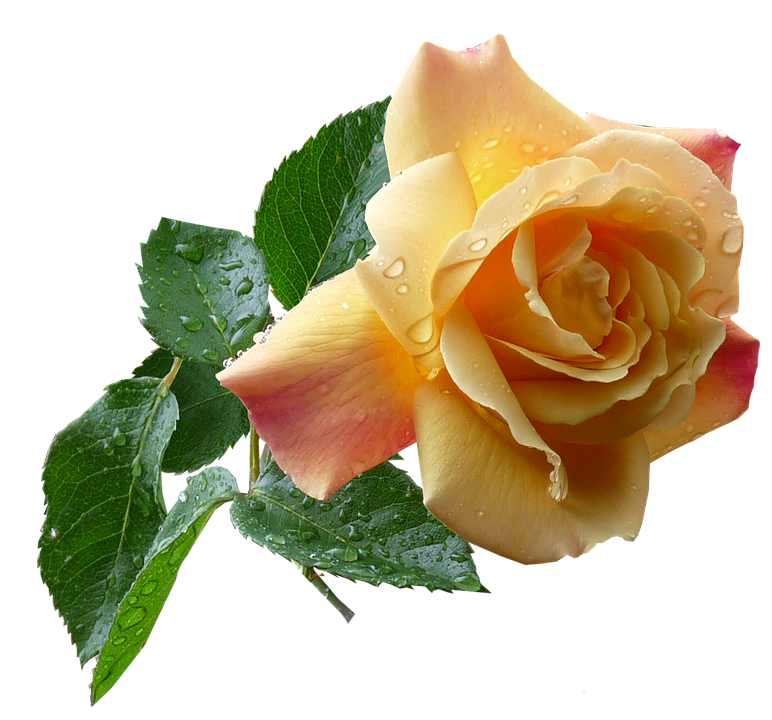 Yellow Gradient Rosewith Dew Drops.png PNG