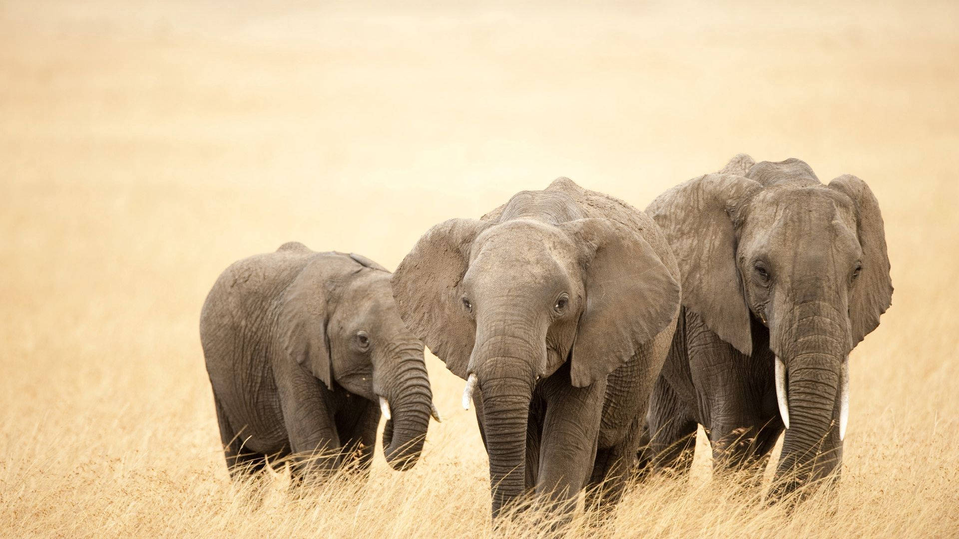 Elephant family roaming in a grassy field Wallpaper