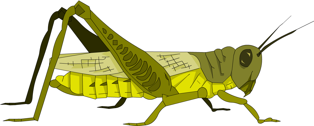 Download Yellow Grasshopper Illustration.png 