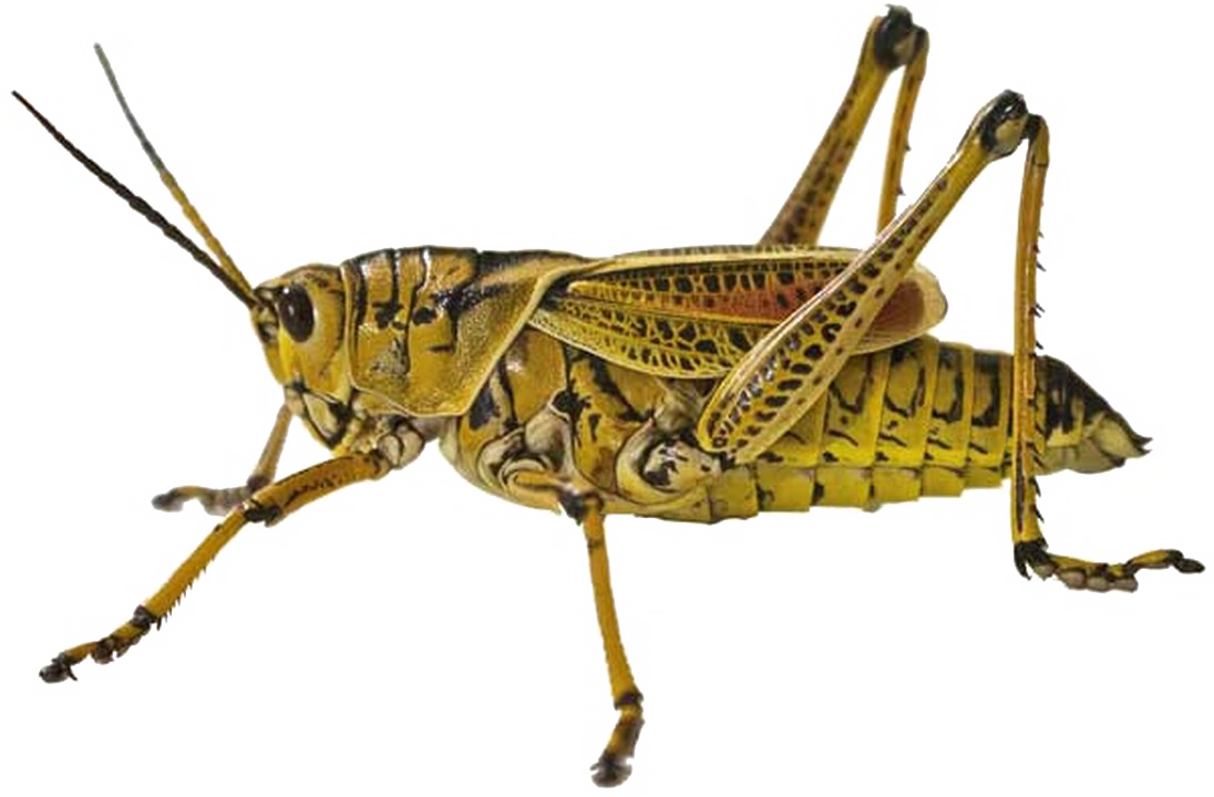 Yellow Grasshopper Isolated Background PNG