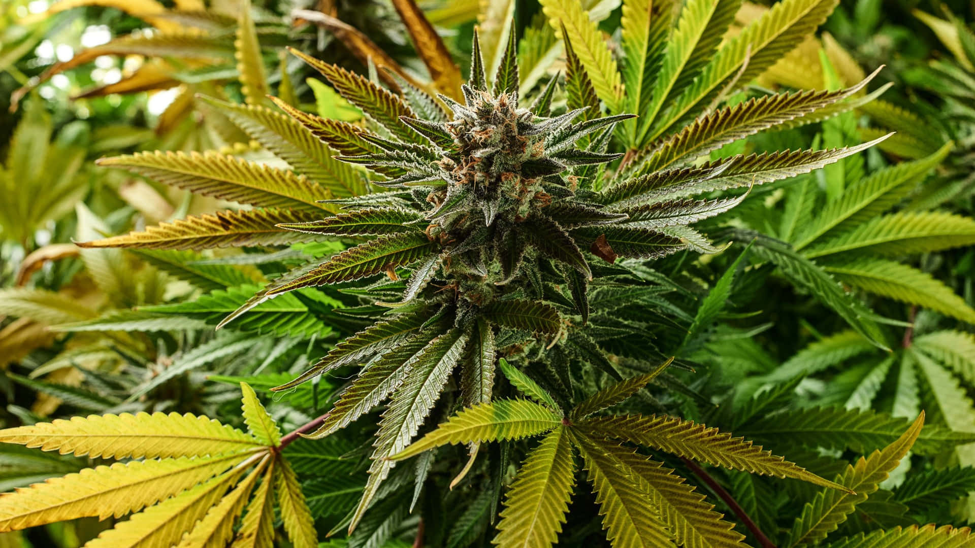 Bocciolodi Cannabis Giallo-verde Sfondo