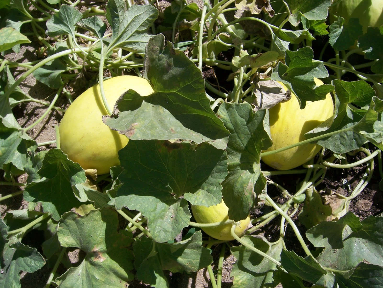 Gultgröna Crenshaw Melon Frukt Växter. Wallpaper
