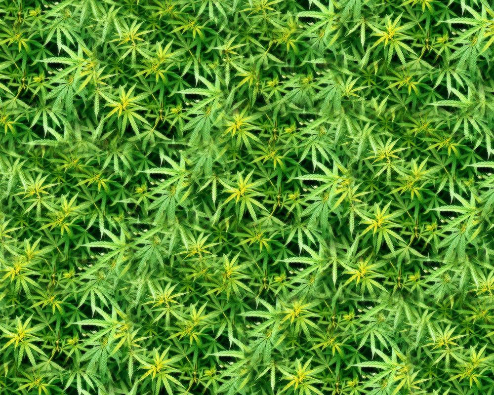 Yellow Green Marijuana Weed Wallpaper