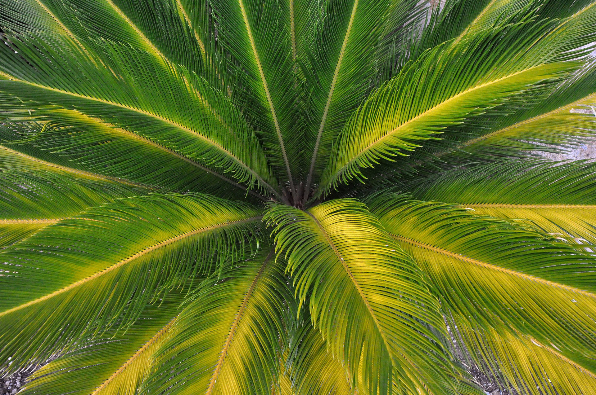 Gul Grøn Palme Træ Wallpaper