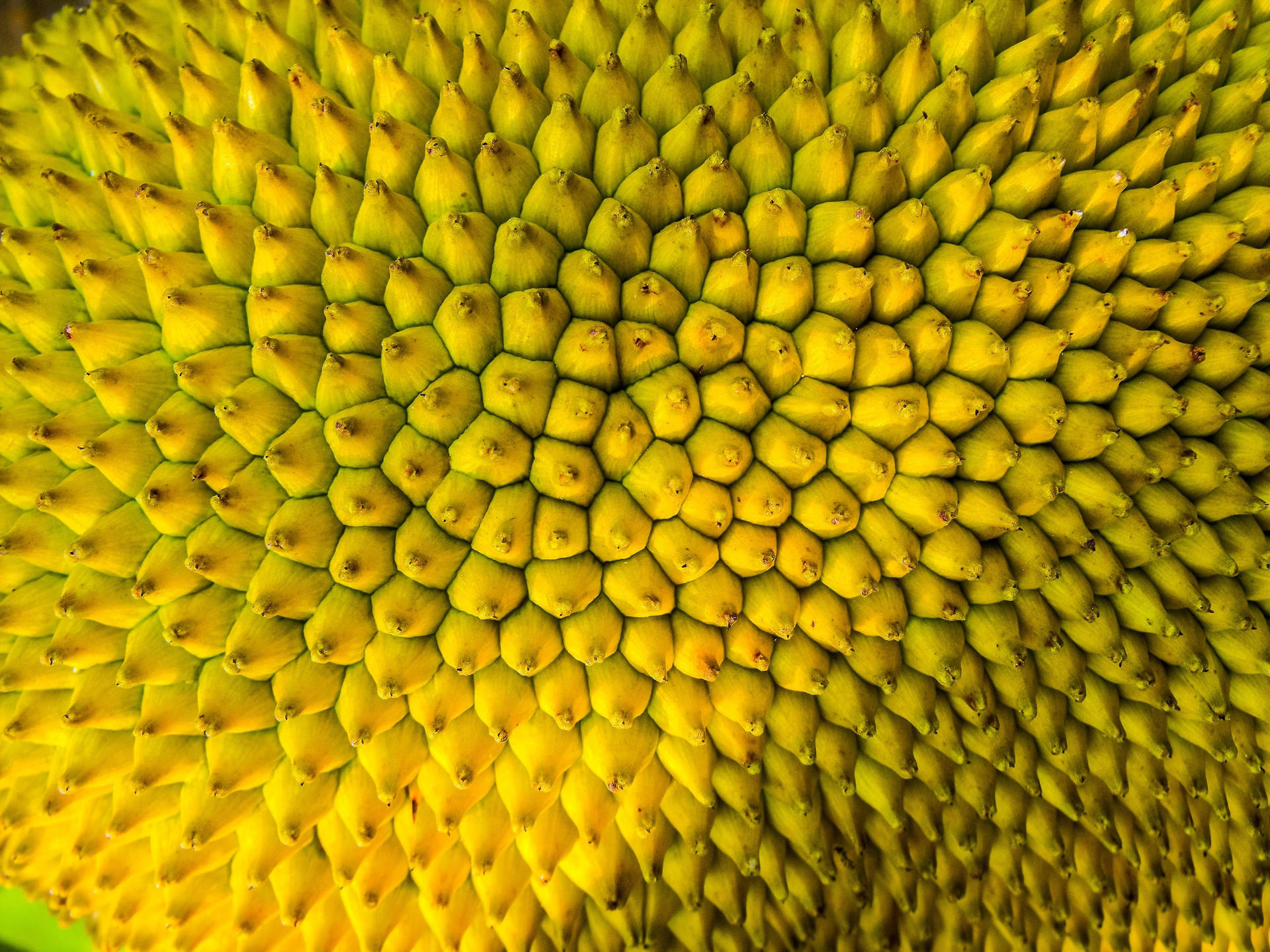 Yellow Green Ripe Jackfruit Wallpaper