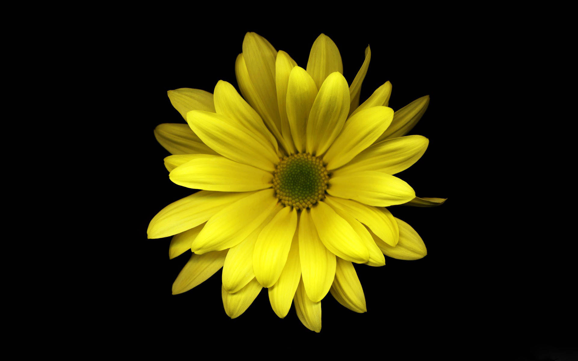 Yellow Hd Daisy Flower