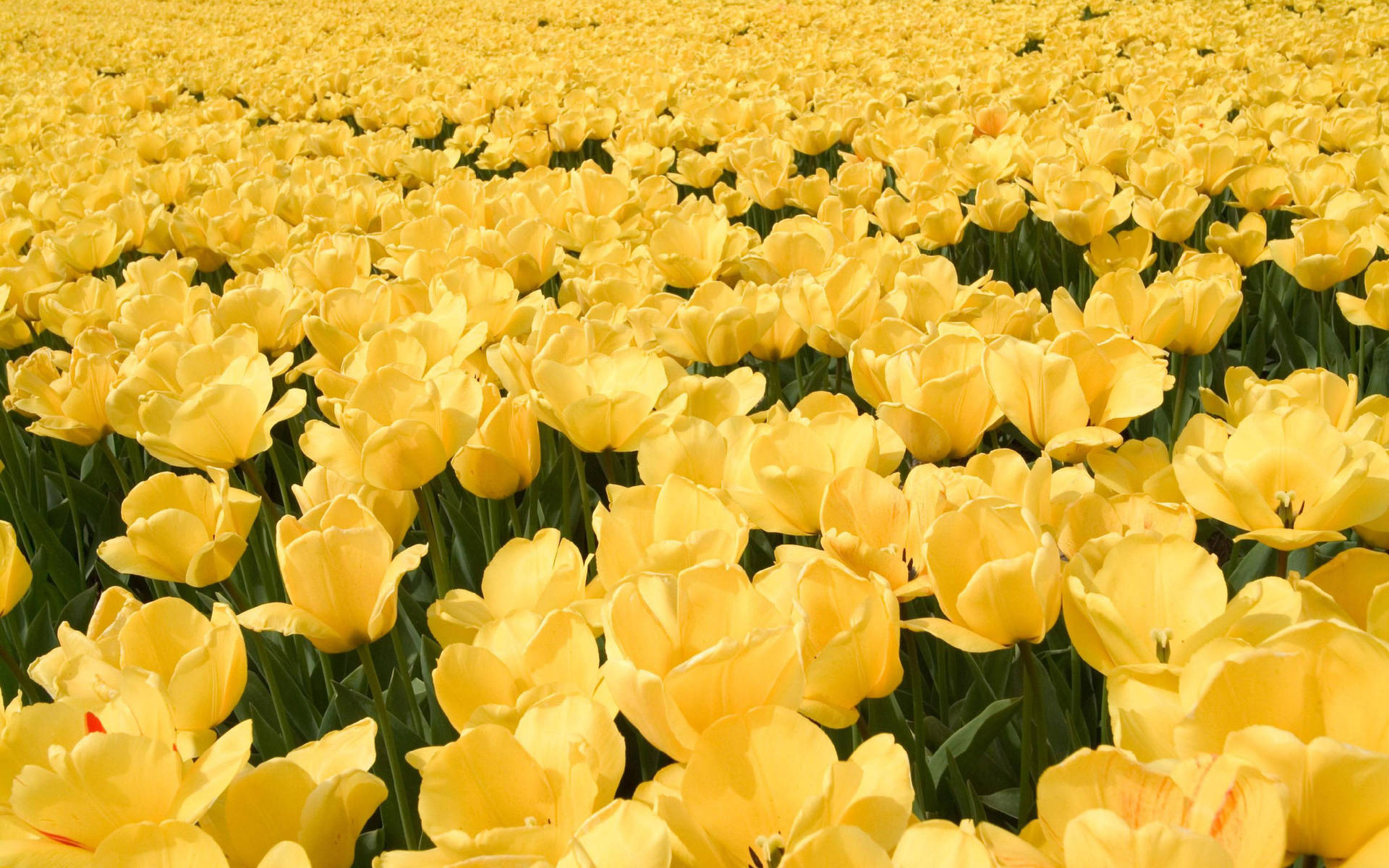 Yellow Hd Tulip Flowers
