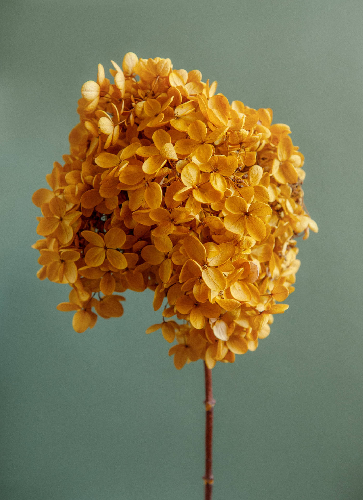 Yellow Hydrangea Flowers Aesthetic Wallpaper