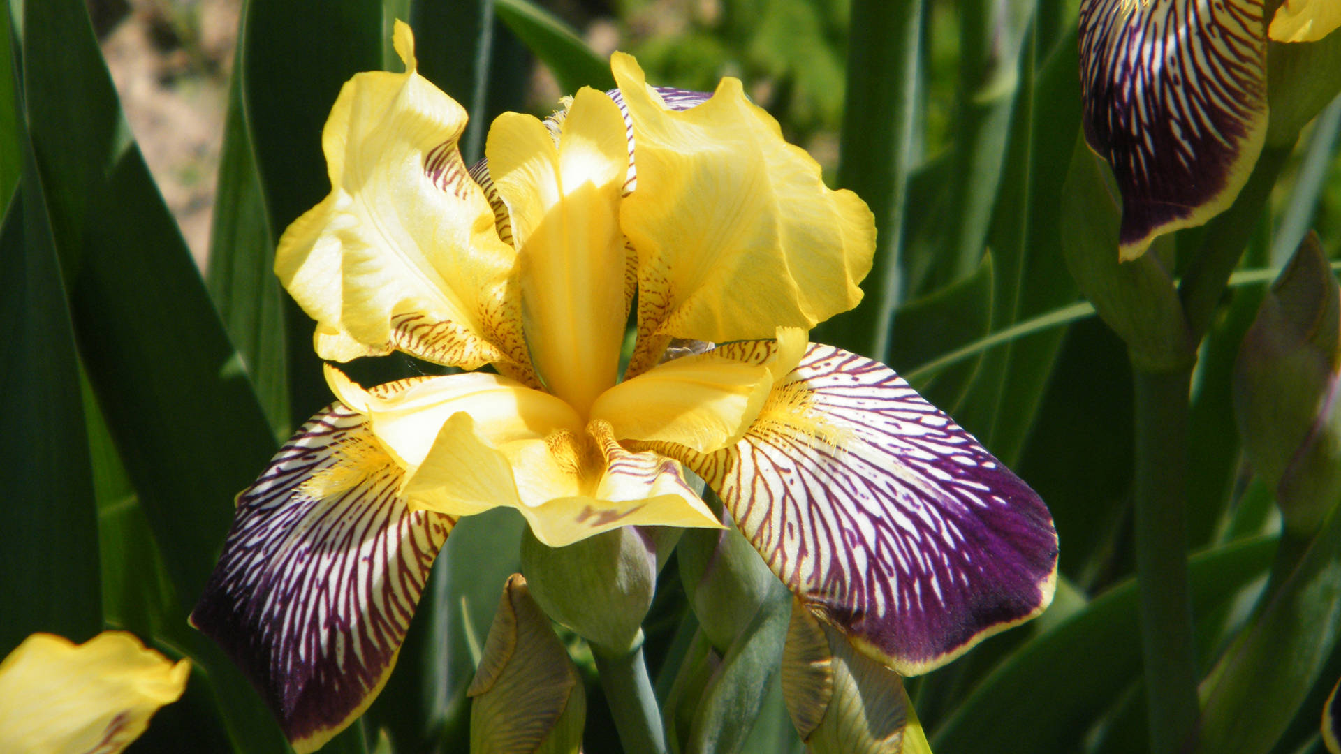 Yellow Iris Flower