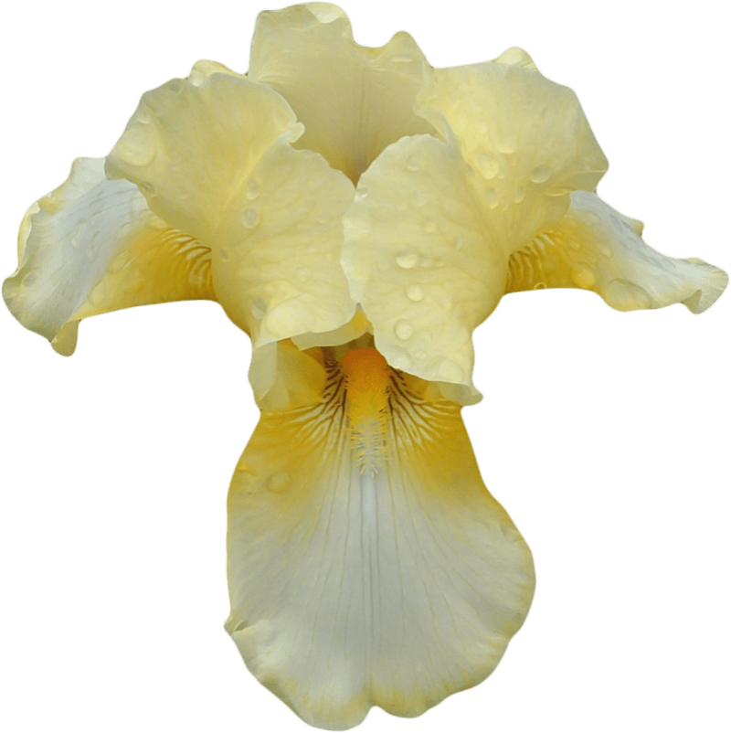 Yellow Iris Flower Transparent Background PNG