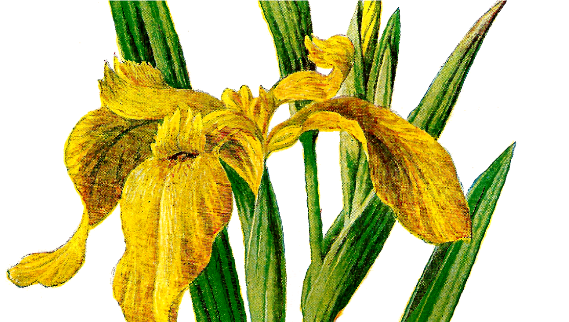 Yellow Iris Illustration PNG