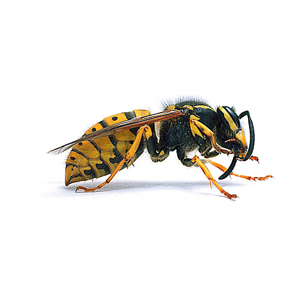 Yellow Jacket Wasp Side View PNG