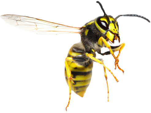 Yellow Jacket Wasp Transparent Background PNG