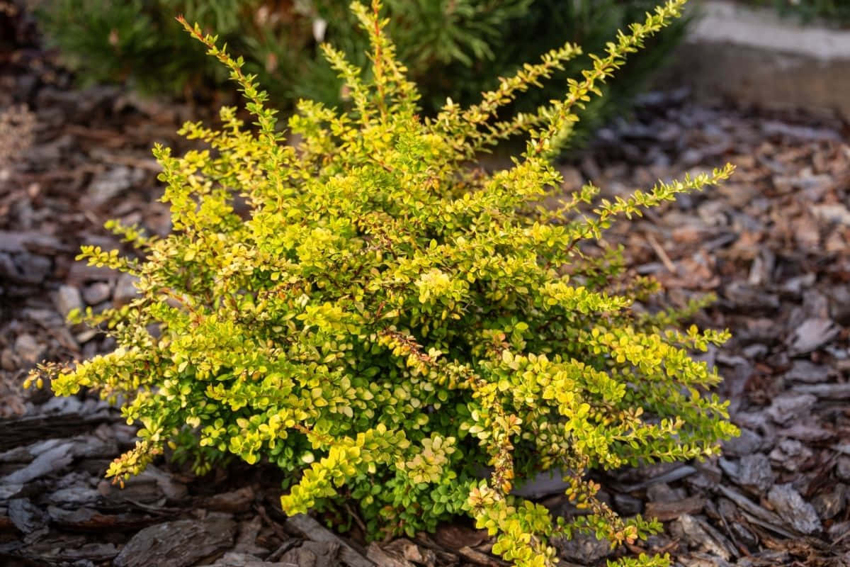 Yellow Japanese Barberry Shrubs On A Flower Bed Wallpaper