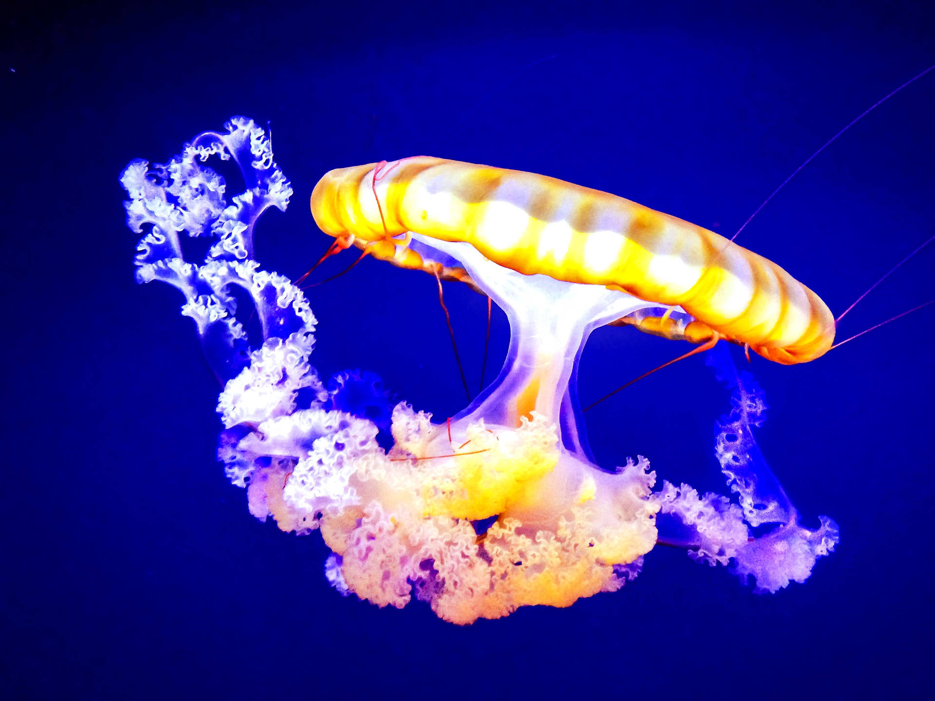 Stunning yellow jellyfish in deep blue water Wallpaper