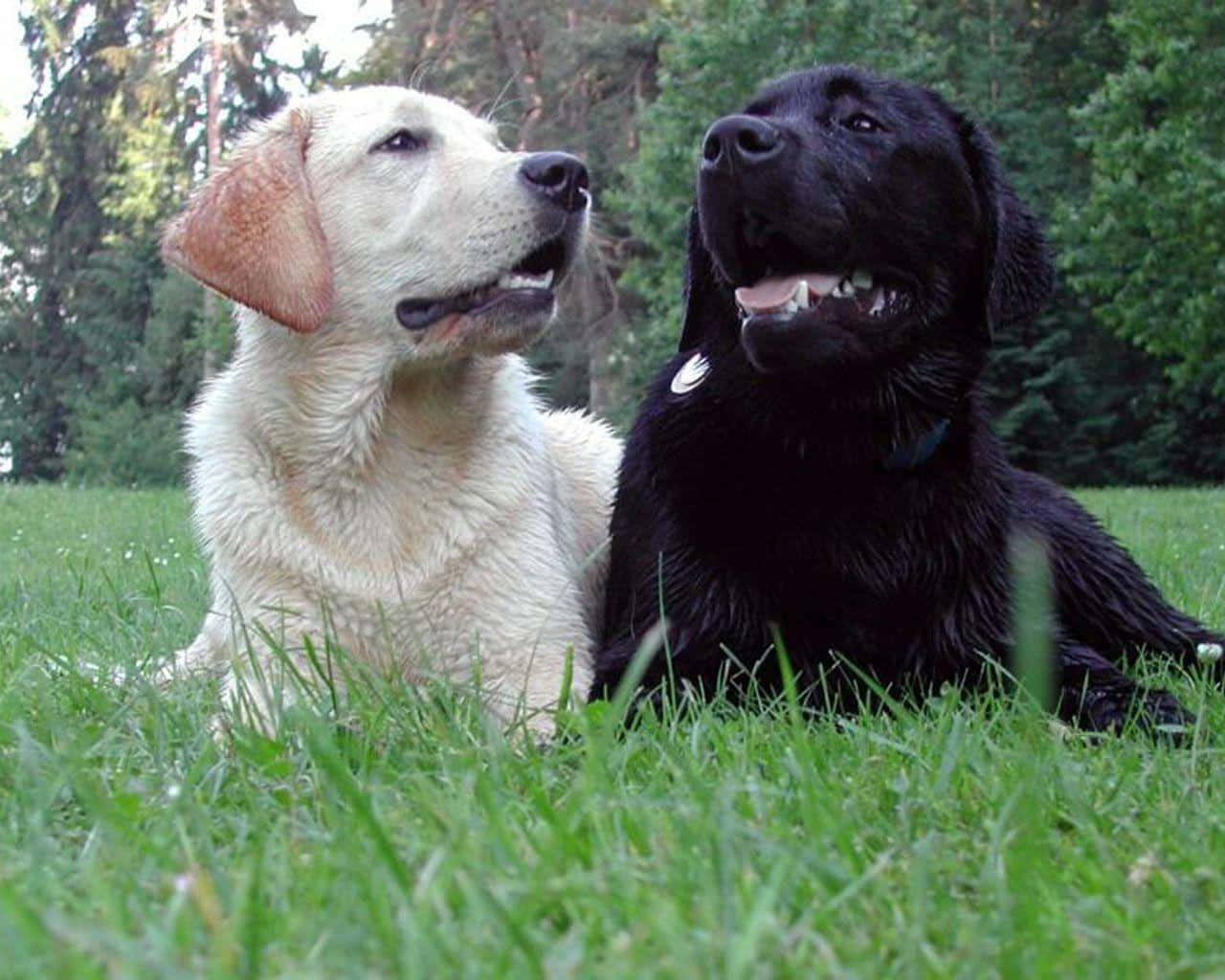 Adorable Labrador Jaune Assis Dans L'herbe Haute Fond d'écran