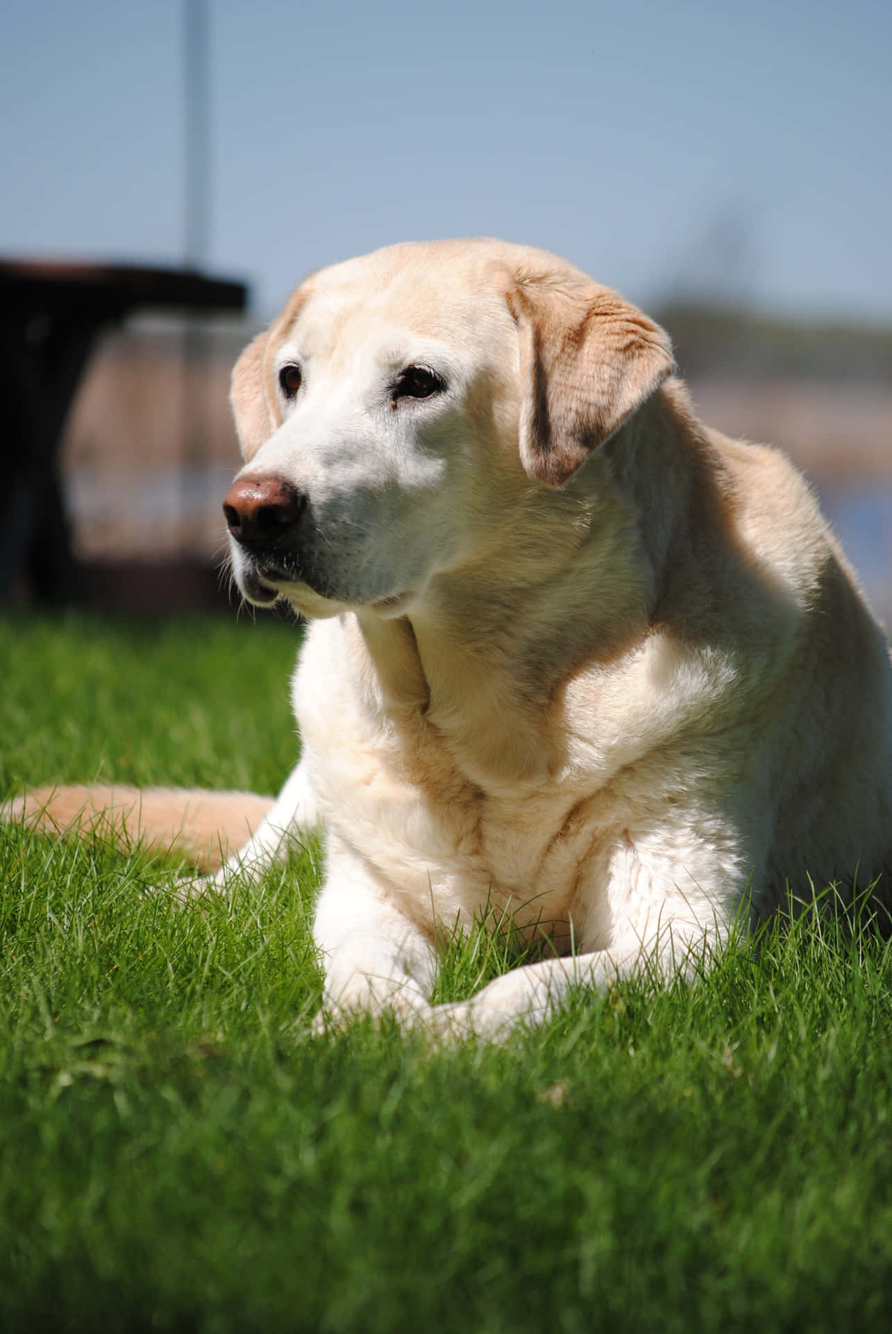 Adorable Yellow Labrador enjoys a day outdoors Wallpaper