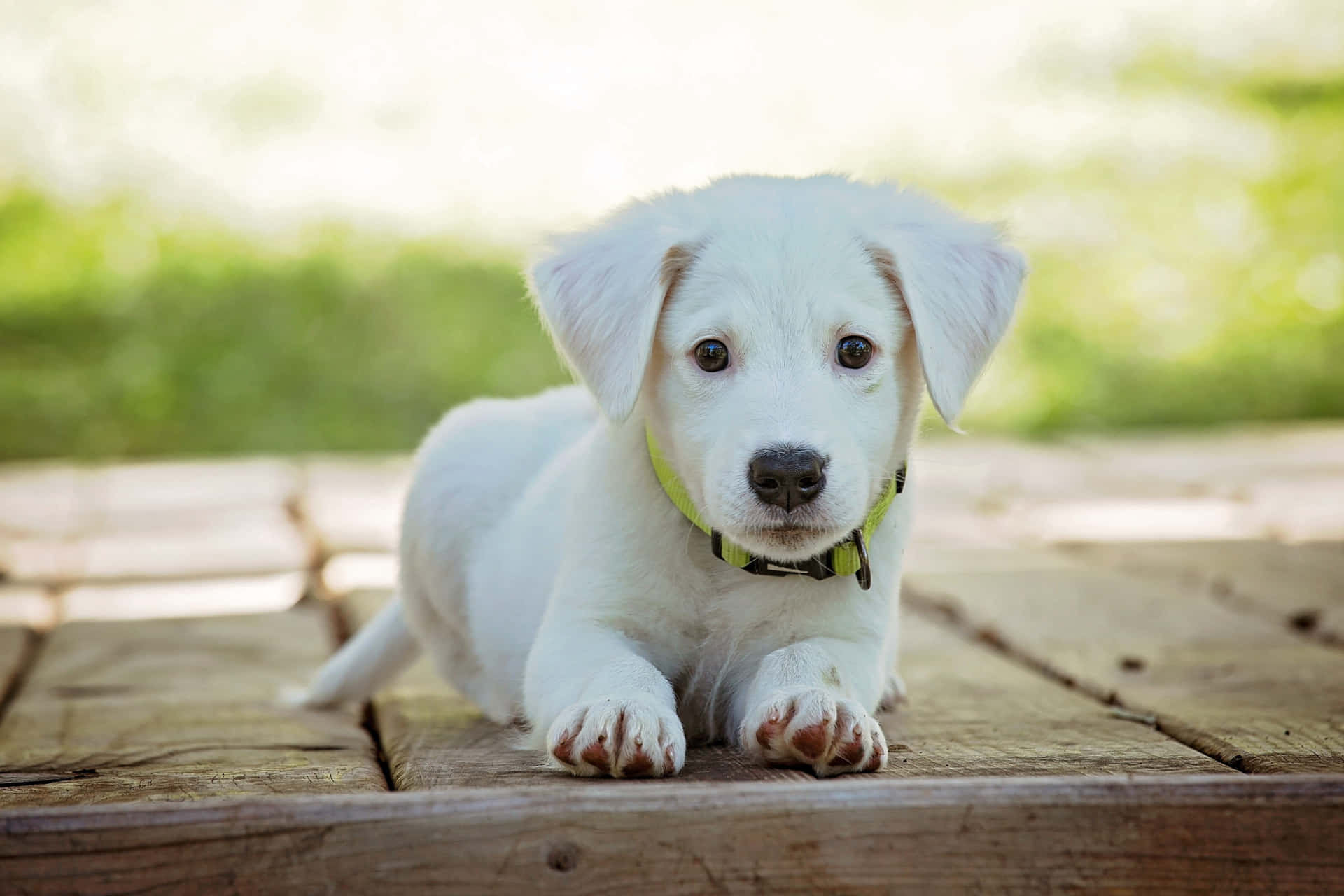 A cheerful Yellow Labrador playing outdoors Wallpaper