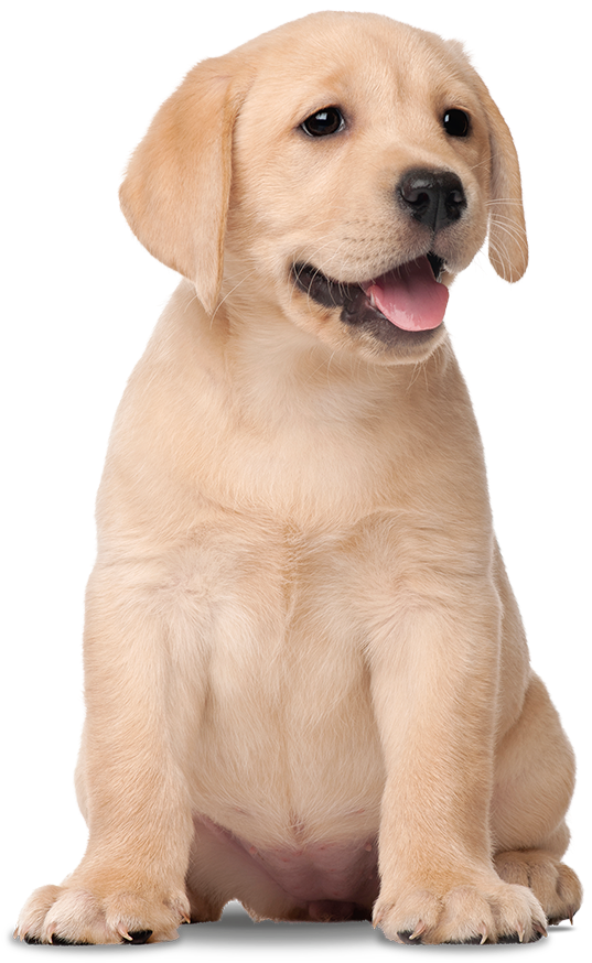 Yellow Labrador Puppy Cute Pose PNG