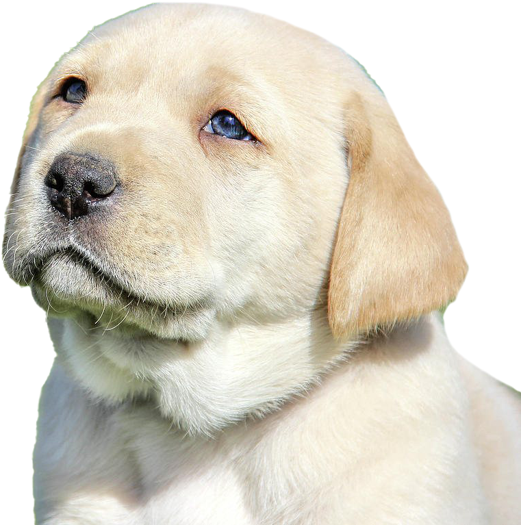 Yellow Labrador Puppy Portrait PNG