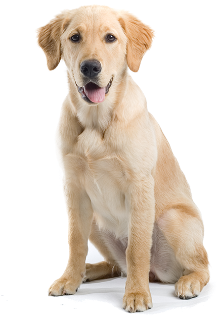 Yellow Labrador Puppy Sitting PNG