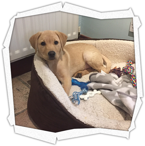 Yellow Labrador Puppyin Bed PNG