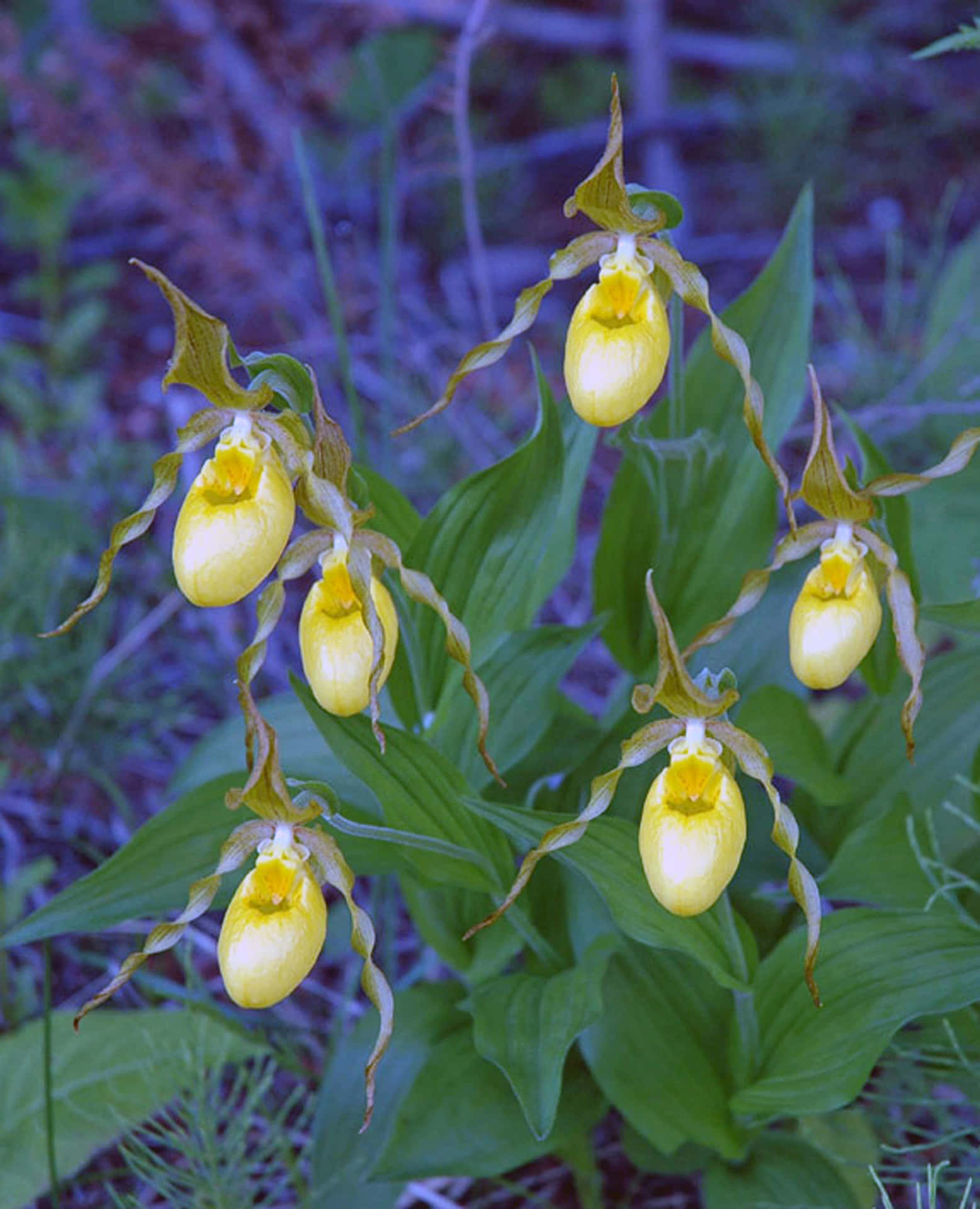 Yellow Lady Slipper Flowers Picture