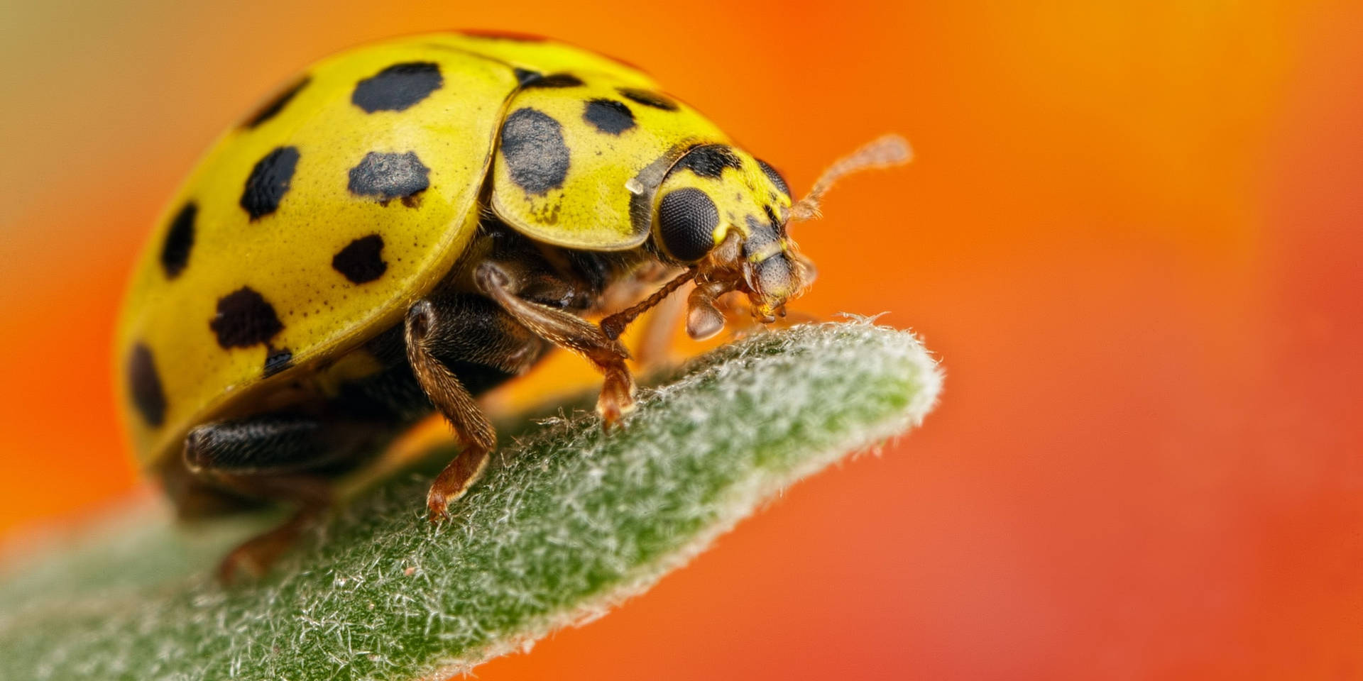 Yellow Ladybug Beetle In Orange Wallpaper