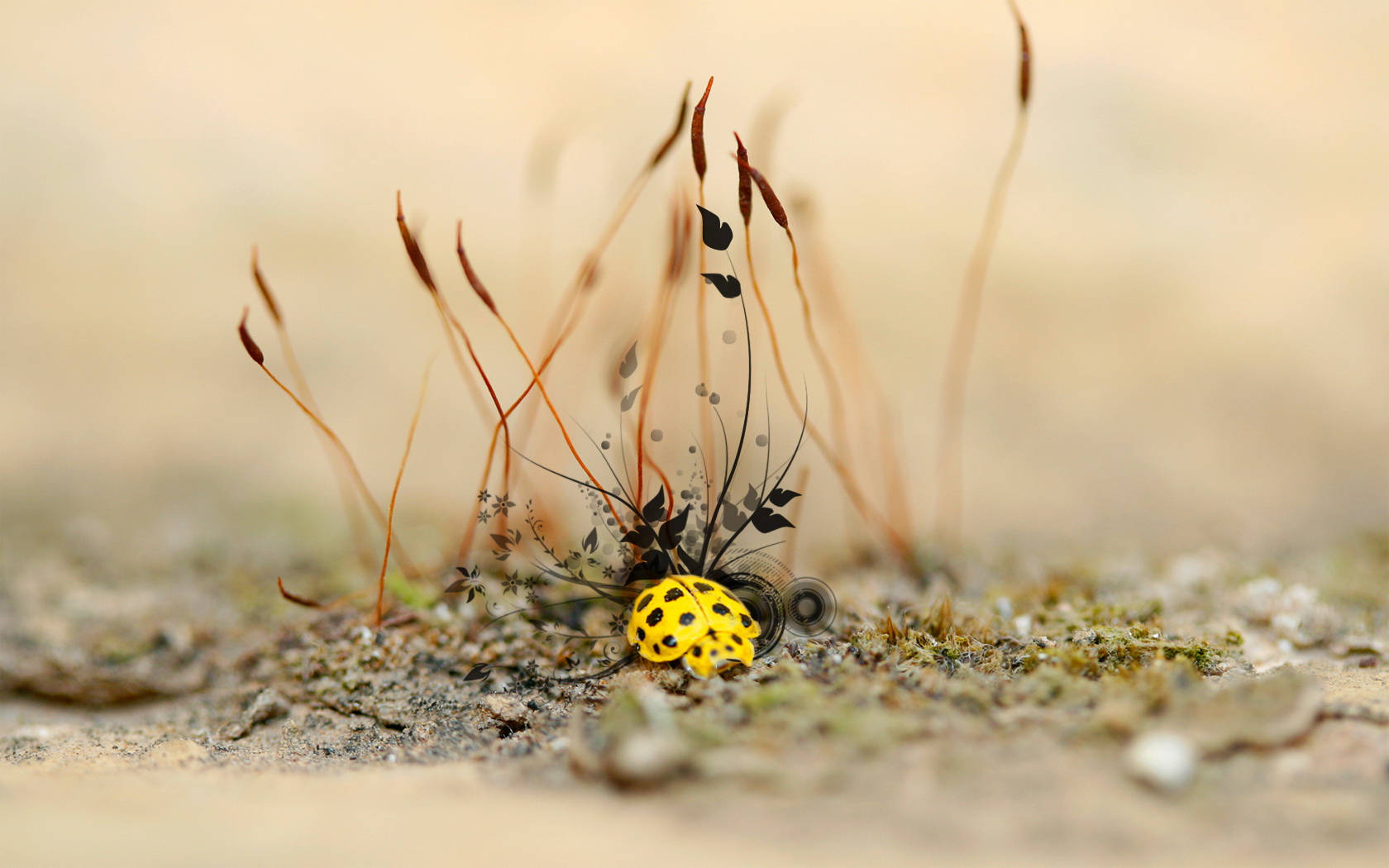 Yellow Ladybug Beetle On The Ground Wallpaper