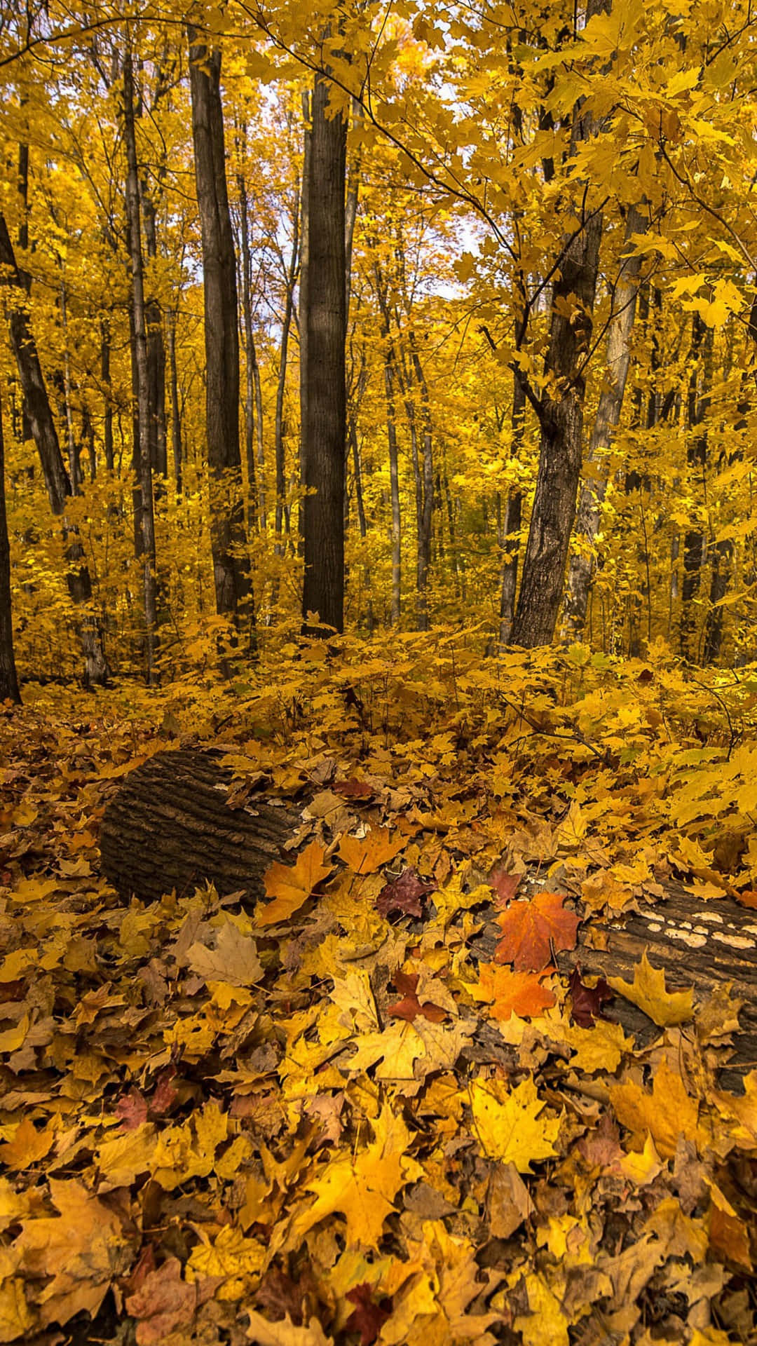 Beautiful Fall Foliage in High Definition Wallpaper