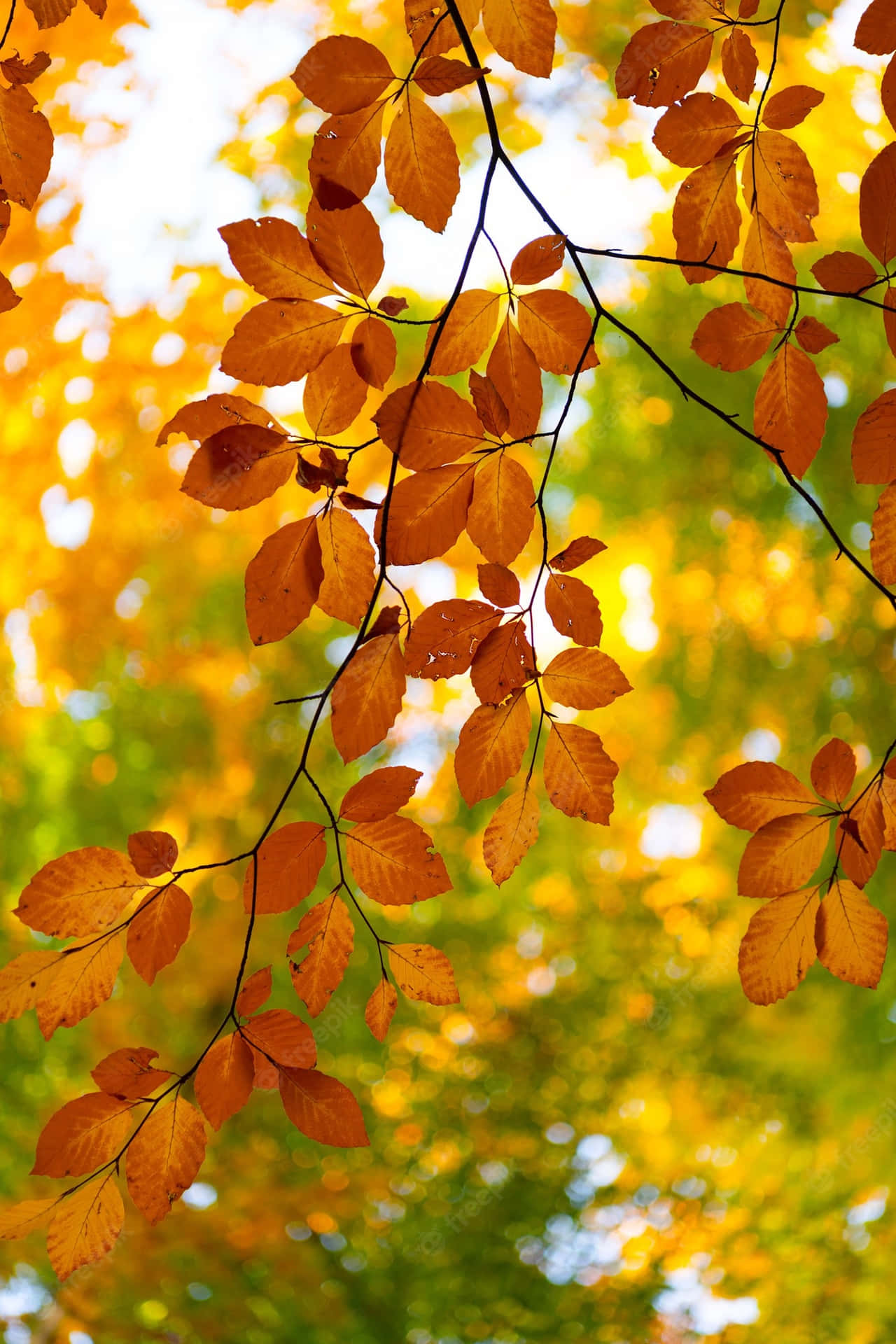 Vibrant Yellow Leaves in Fall Wallpaper