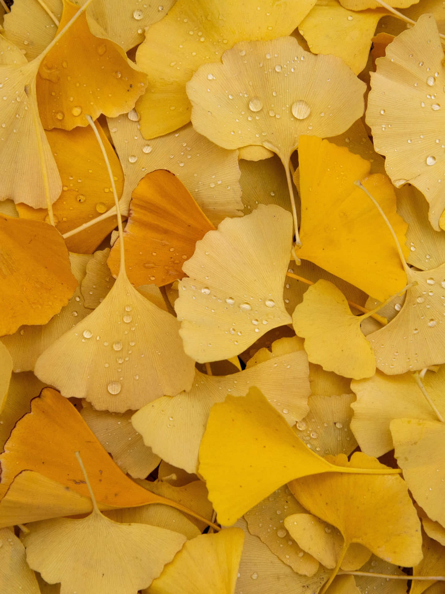 Vibrant Yellow Leaves in Autumn Wallpaper