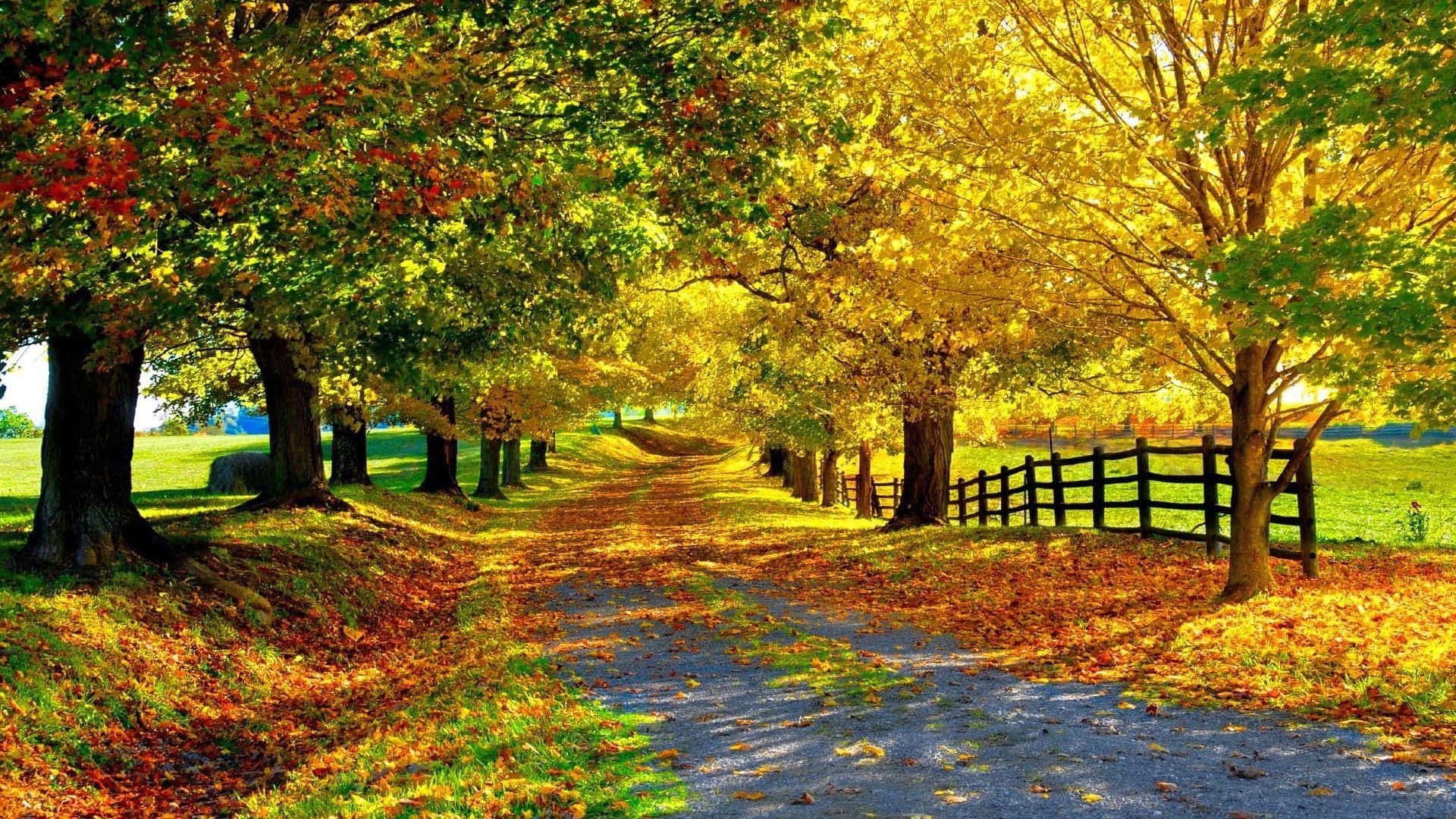 Beautiful Autumn Yellow Leaves Wallpaper