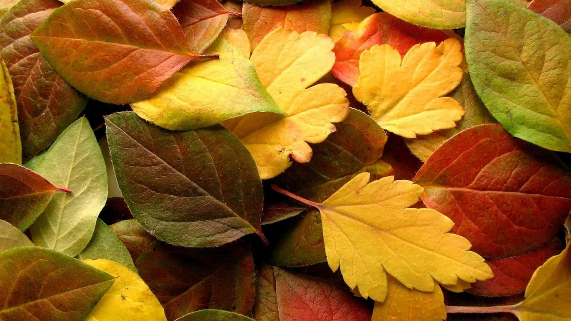 Beautiful Yellow Leaves during Fall Season Wallpaper