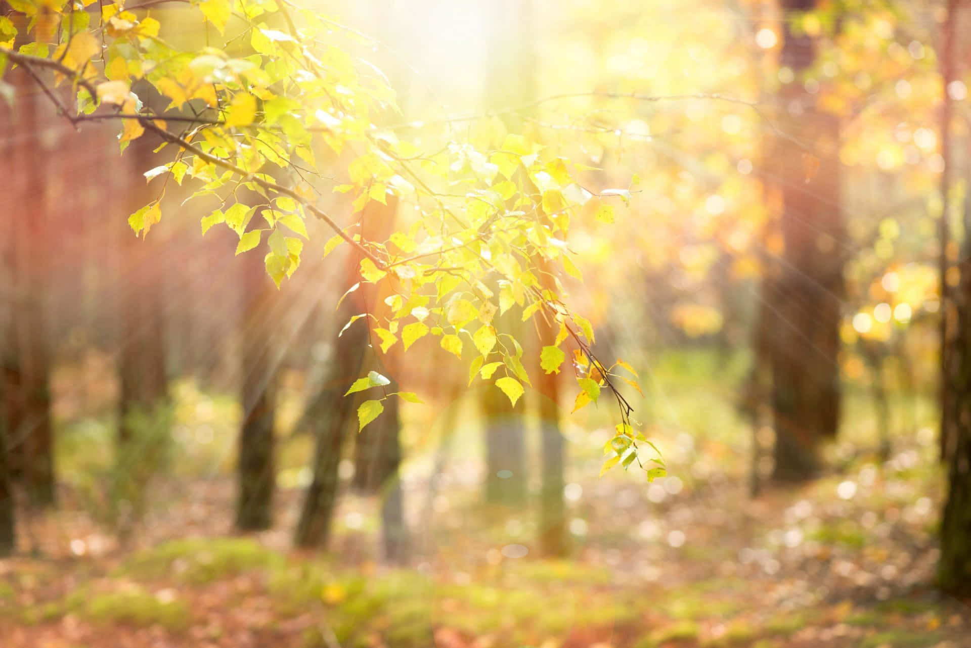 Levendige Gele Bladeren In De Herfst Achtergrond