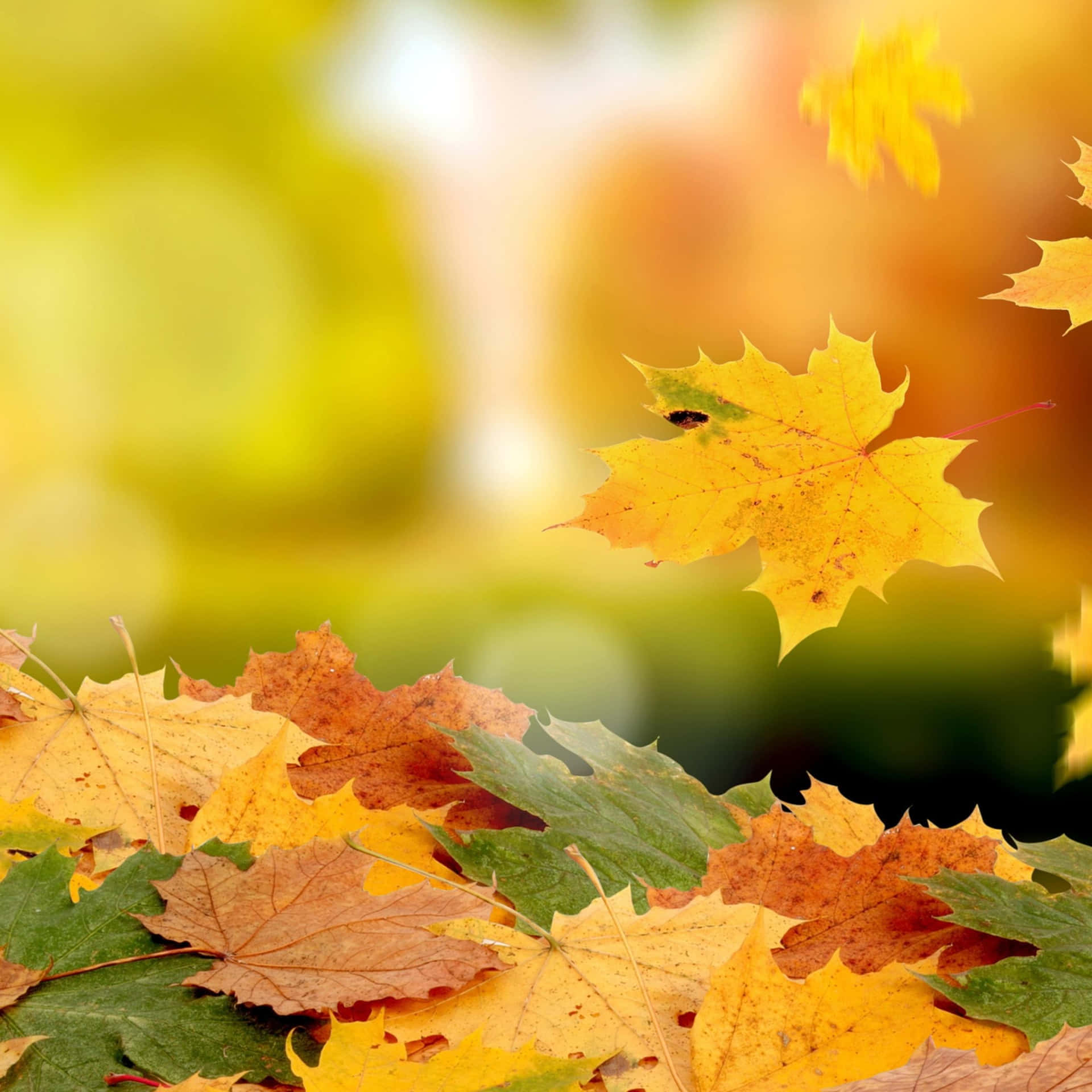 Stunning Fall Yellow Leaves Wallpaper