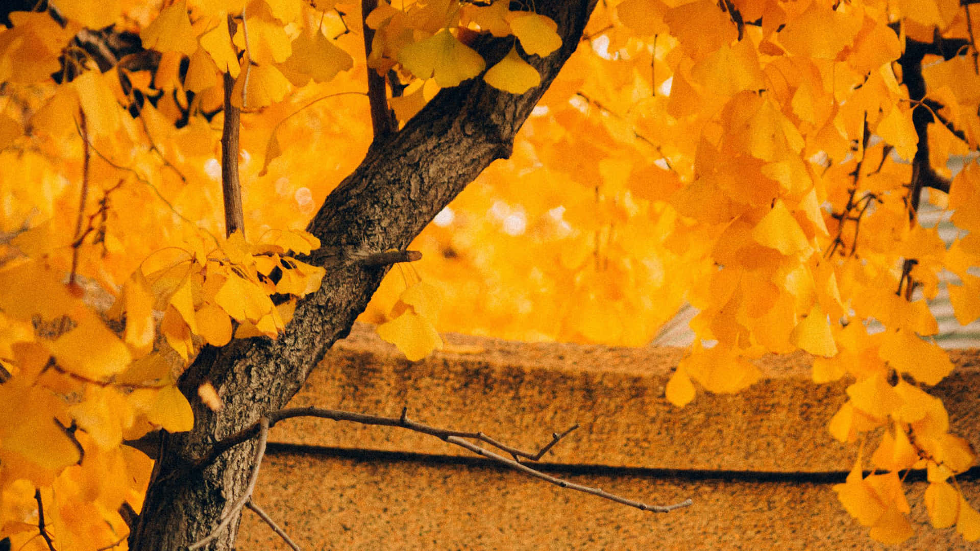 Golden Autumn Tree Canopy Wallpaper