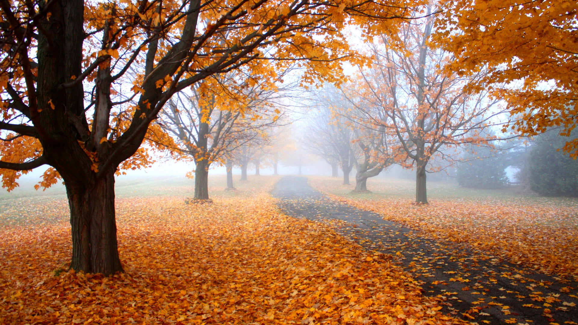Vibrant Yellow Leaves in Autumn Wallpaper
