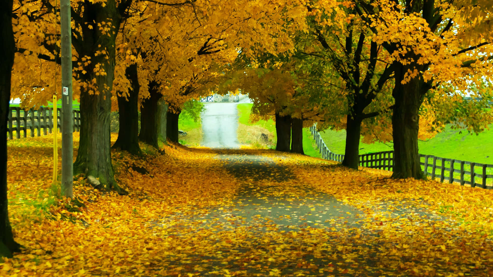 Vibrant Yellow Leaves on a Crisp Autumn Day Wallpaper