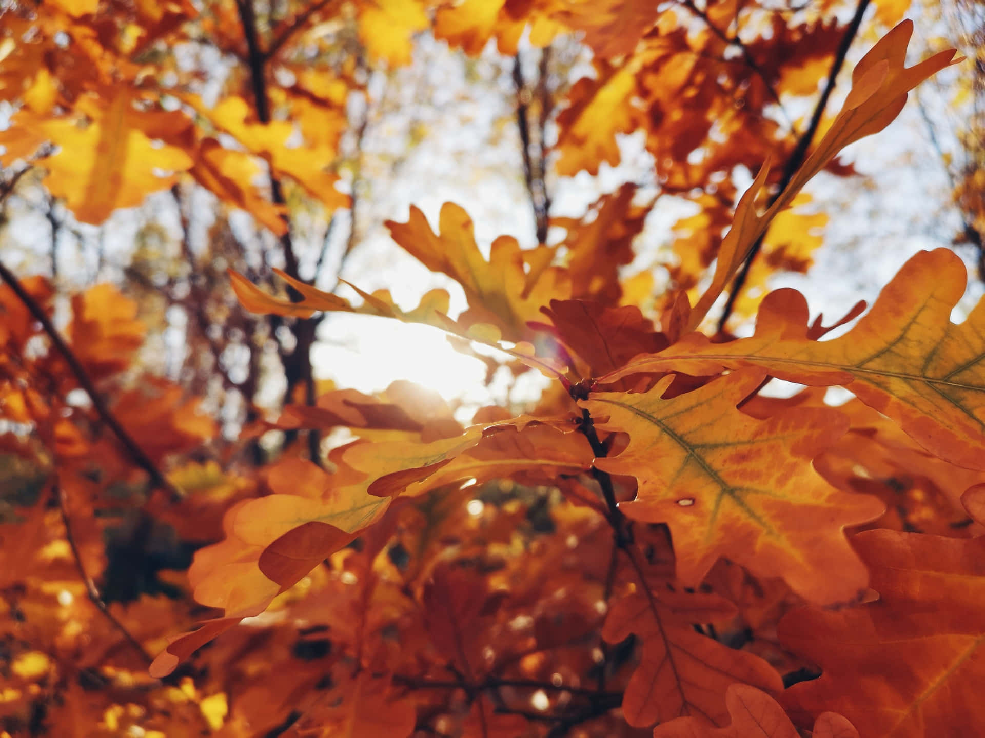 Stunning Display of Autumn Yellow Leaves Wallpaper
